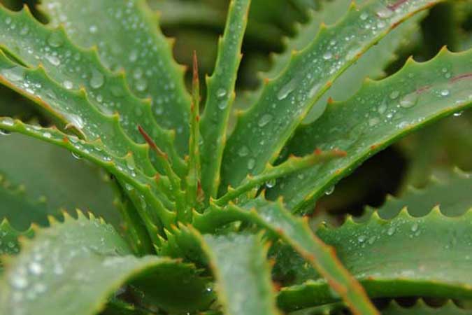 Photo Aloe vera plant